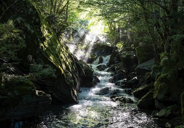 Light breaking through a forest waterfall